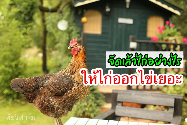 จัดพื้นที่เล้าไก่อย่างไร ให้ไก่ออกไข่เยอะ